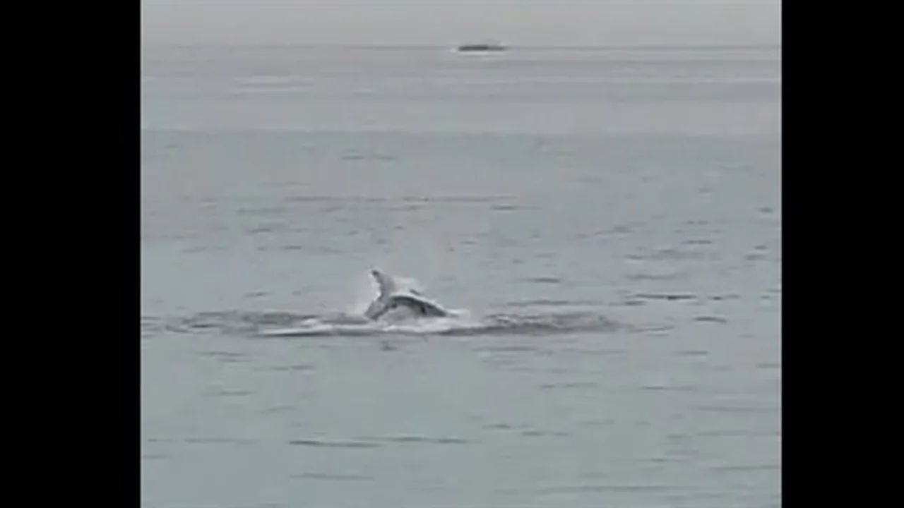 إغلاق شواطئ سيدني.. هجوم مفاجئ لقرش يستهدف شابا في استراليا وتدخل أمني عاجل